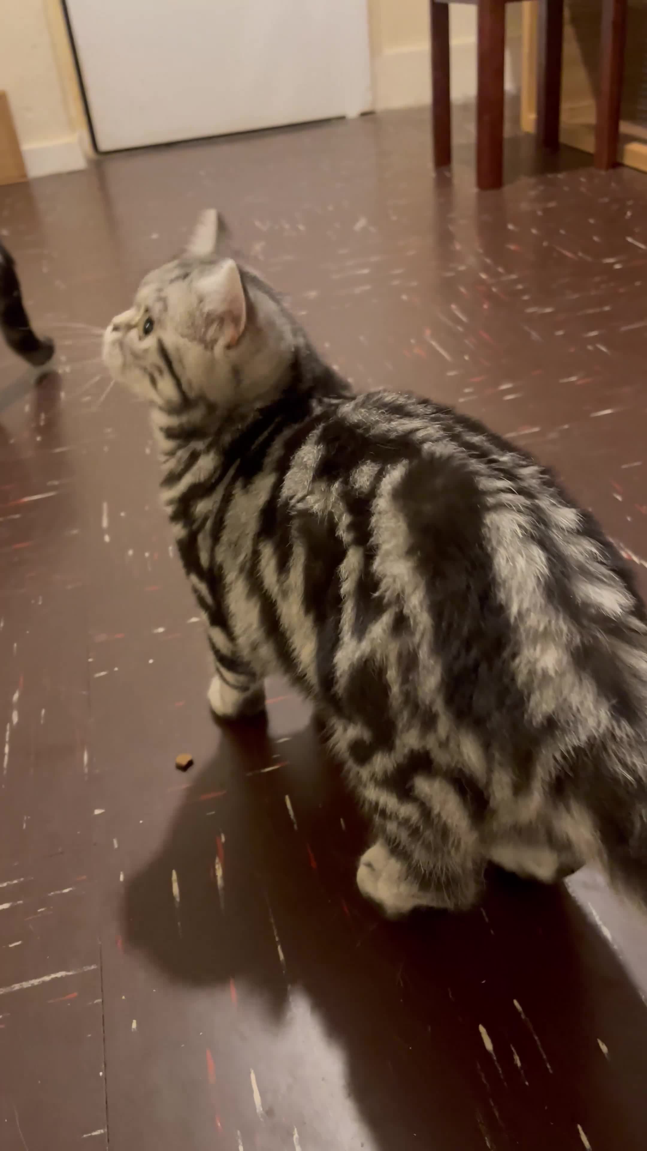 British Shorthair cats for sale: BSH.Silver Classic Tabby.ACTIVE. - Video 2