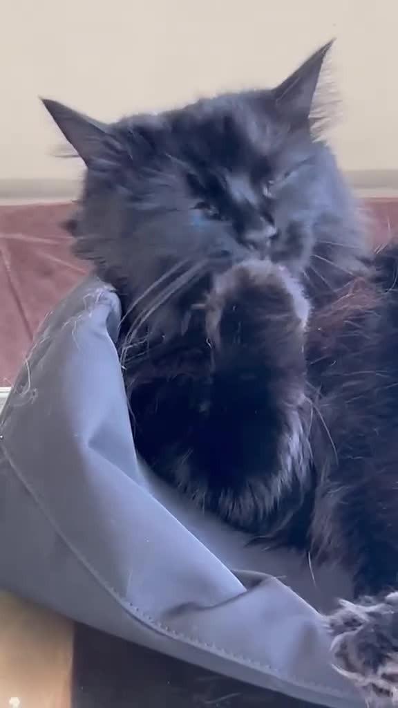 Ragdoll cats for sale: 5 year old female black rag doll mix cat  in Southampton - Video 1