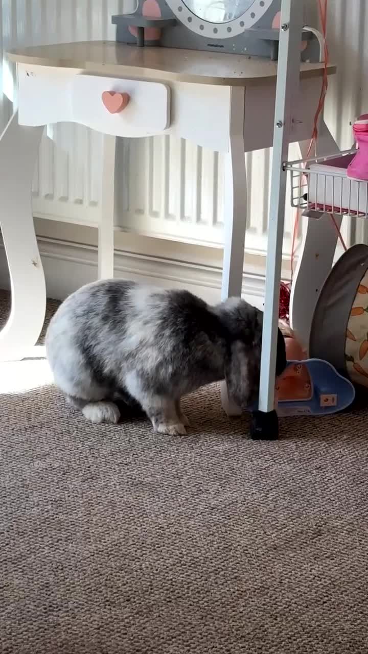 English Lop rabbits for sale: Beautiful boy  - Video 1