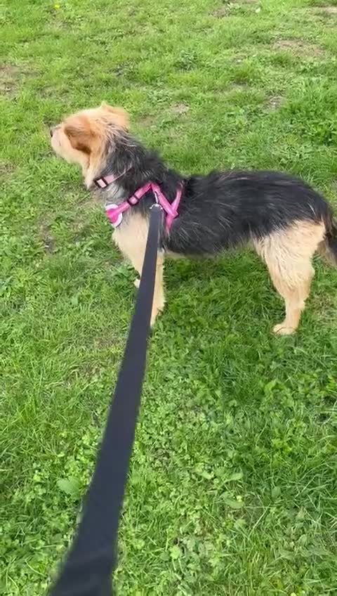 Mixed Breed dogs for adoption: Sweet Trixie Needs LOVE - Video 2