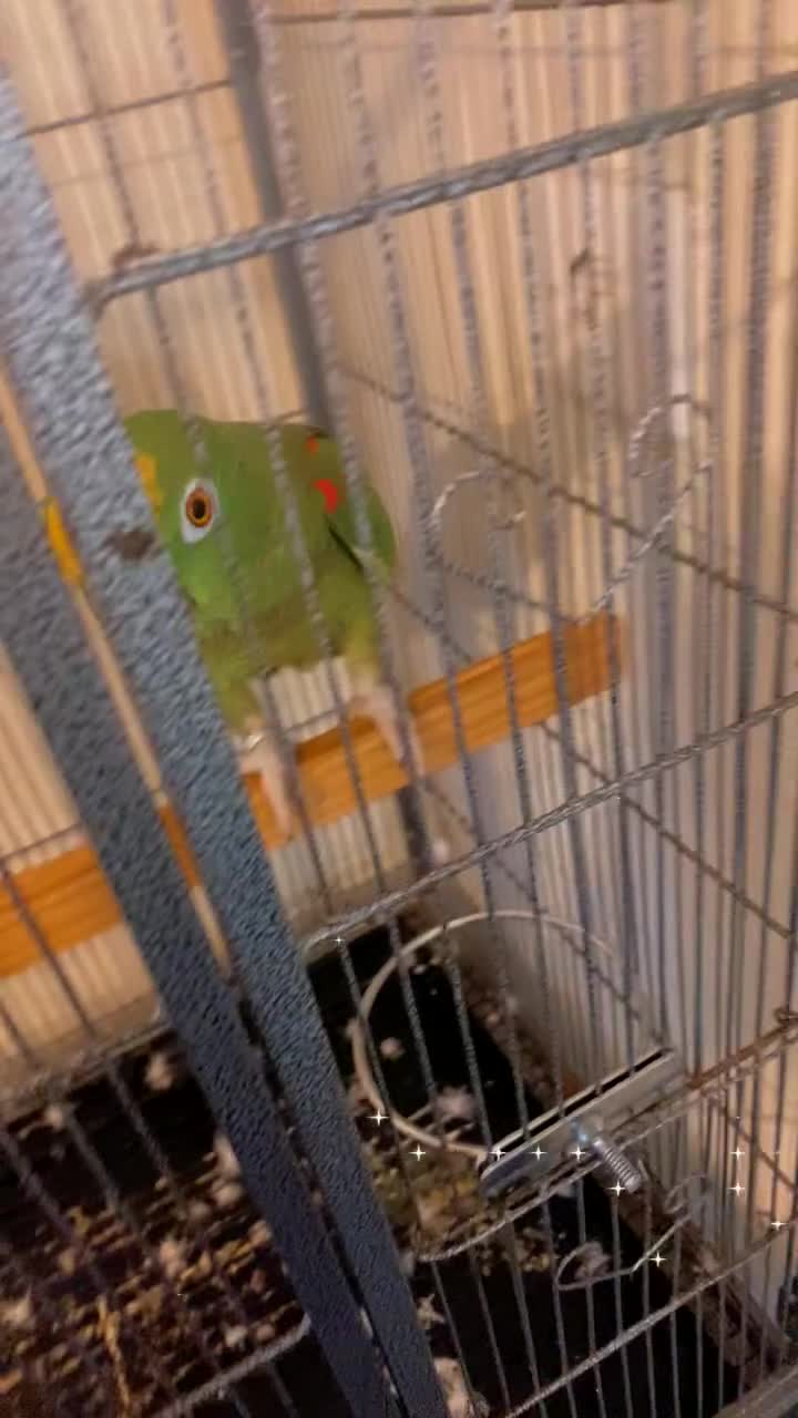 Parrots birds for sale: Amazon amazing bird  - Video 1