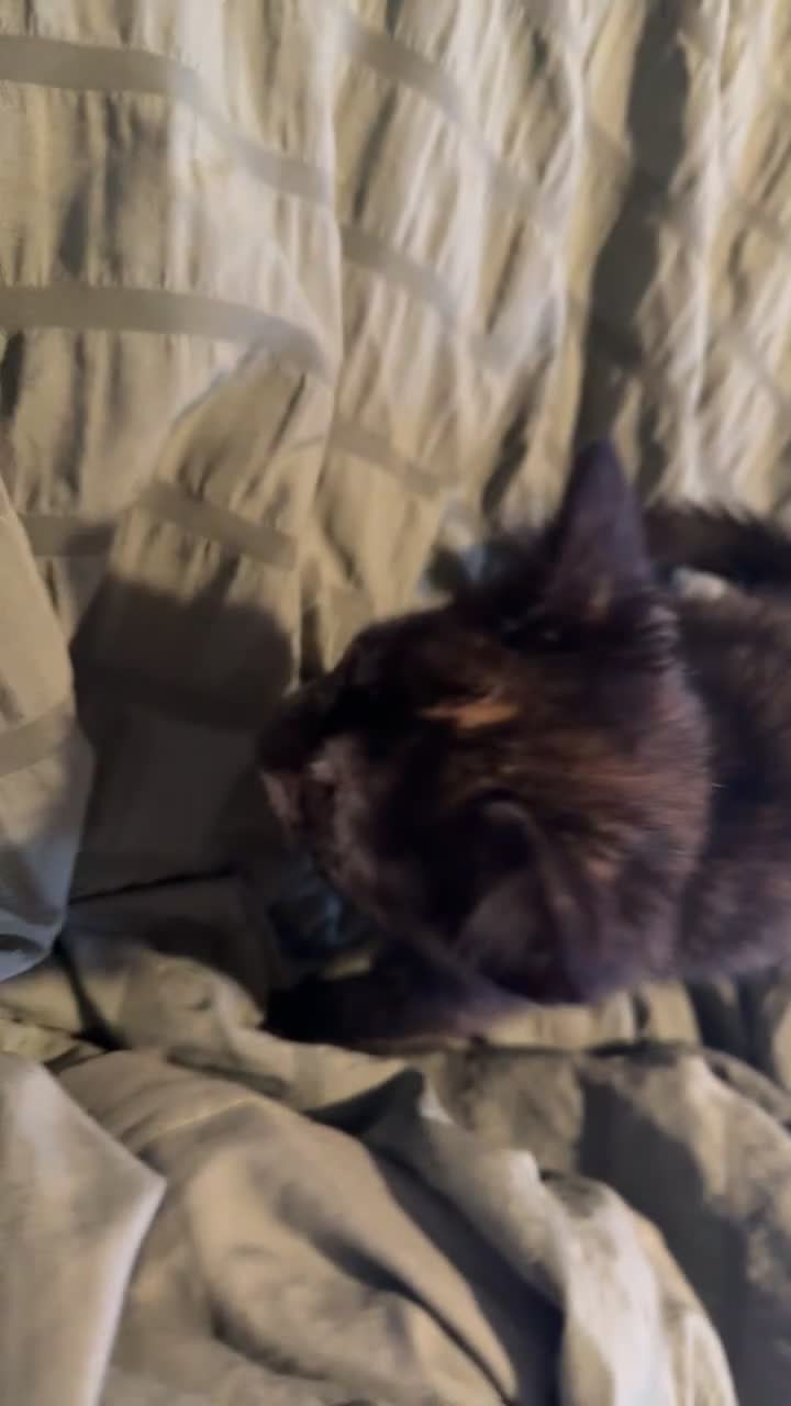 British Shorthair cats for sale: Kittens for sale  - Video 1