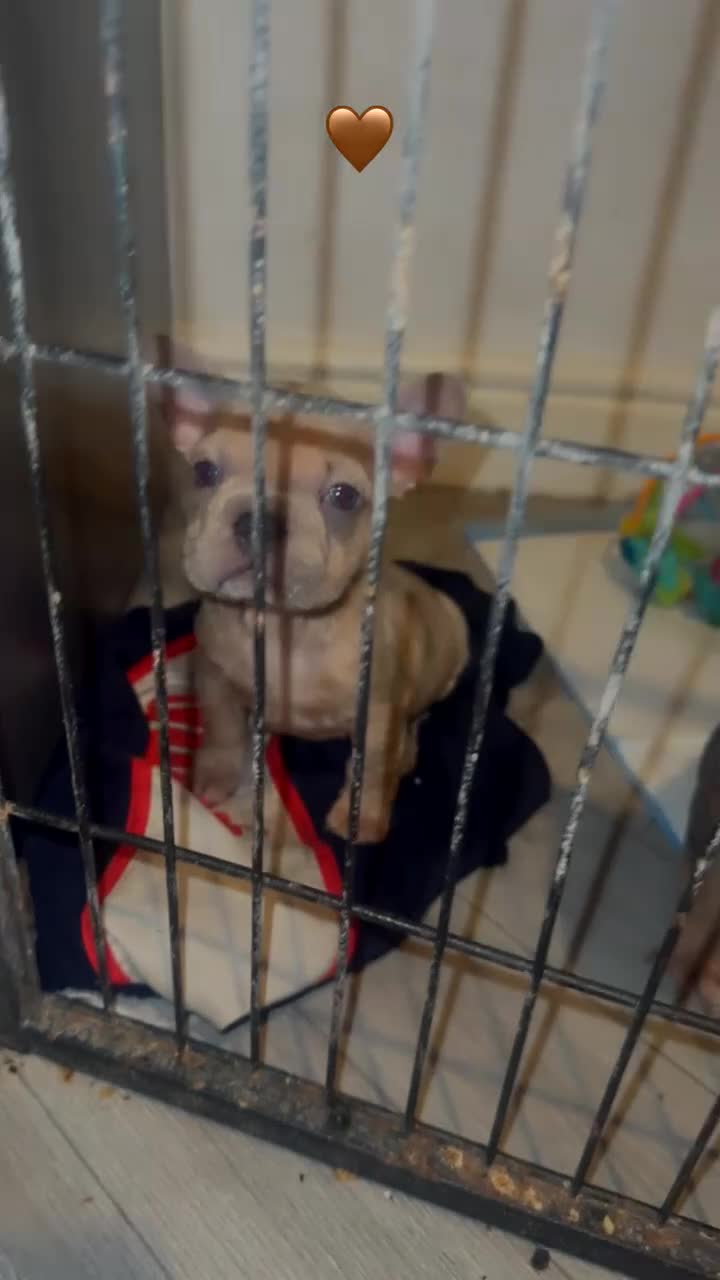 French Bulldog dogs for sale: Frenchie puppies  - Video 3