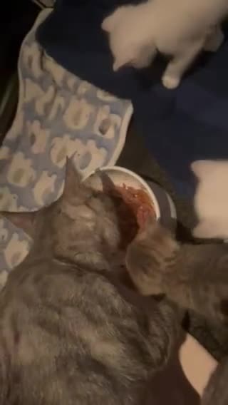 British Shorthair cats for sale: Beautiful BSH kittens  - Video 4