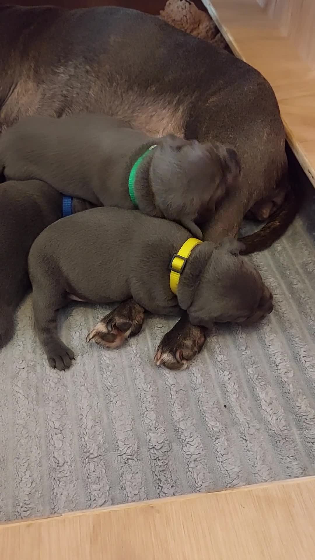 Staffordshire Bull Terrier dogs for sale: 💙KC Staffordshire Bull Terrier puppies 💙 - Video 2