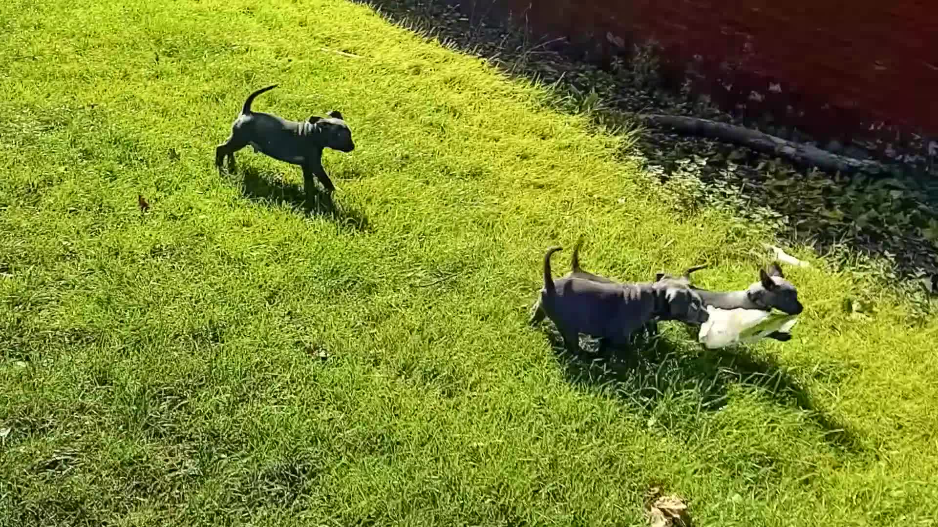 Staffordshire Bull Terrier dogs for sale: CHUNKY blue Staffordshire bull terror puppys - Video 1