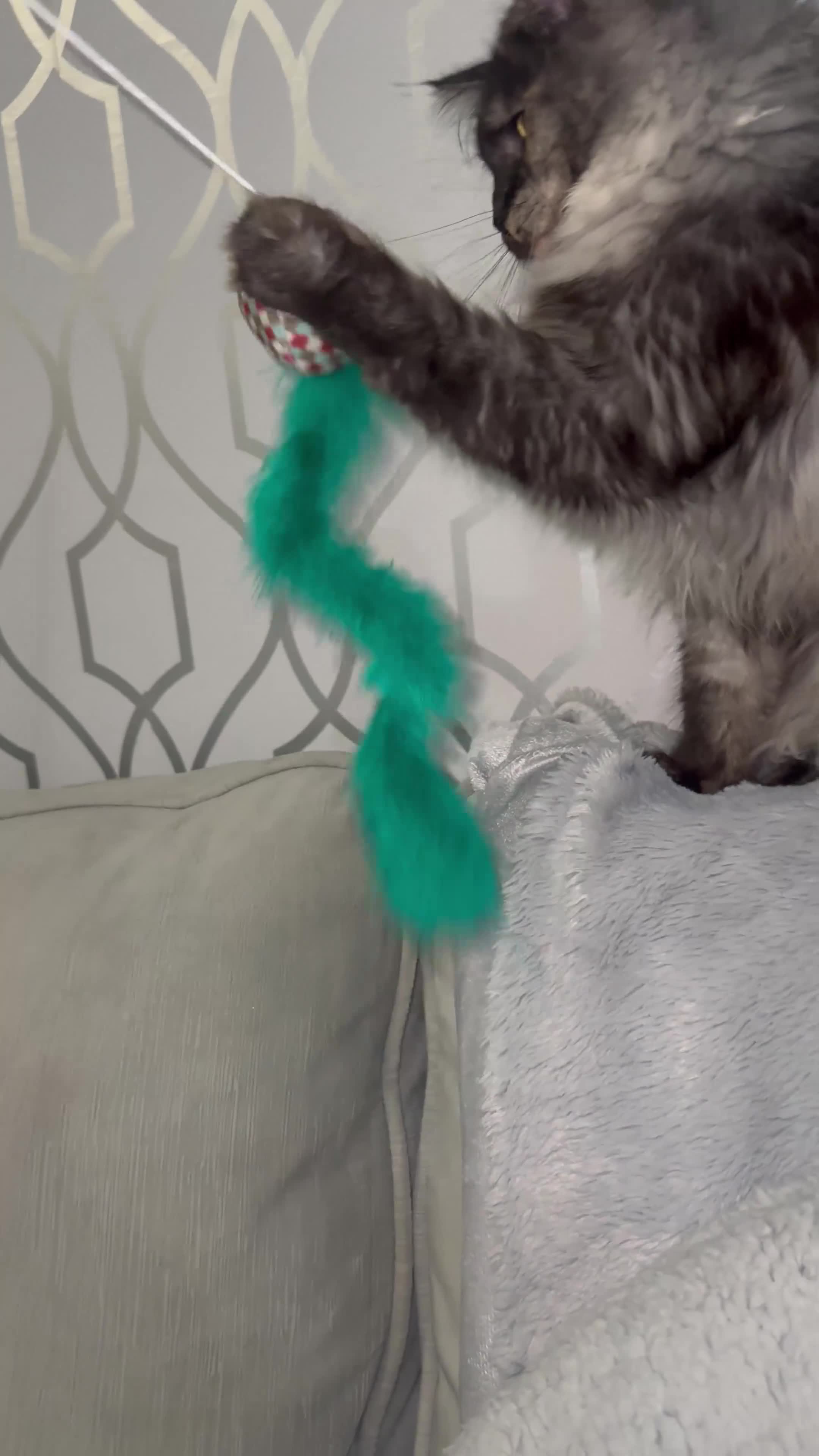 Maine Coon cats for sale: TICA Registered Female - Video 1