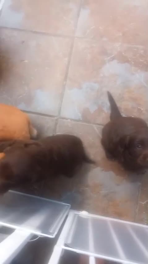Sprocker dogs for sale: Sprocker puppies for sale in Bristol - Video 1