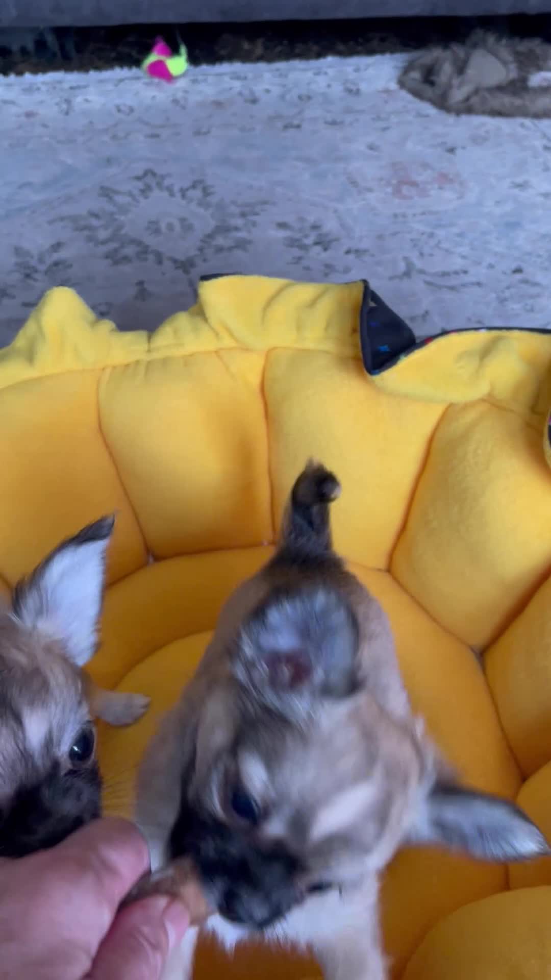 Chihuahua dogs for sale: Chihuahua long coat female puppies  - Video 3