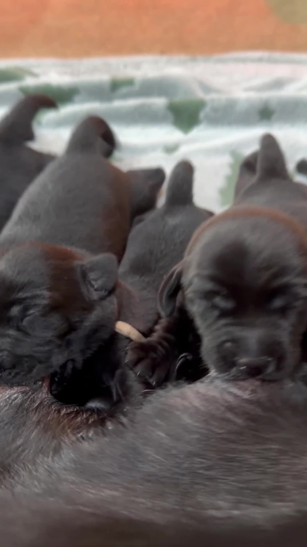 Labrador Retriever dogs for sale: LABRADOR RETRIEVER KC reg Puppies  in York - Video 1