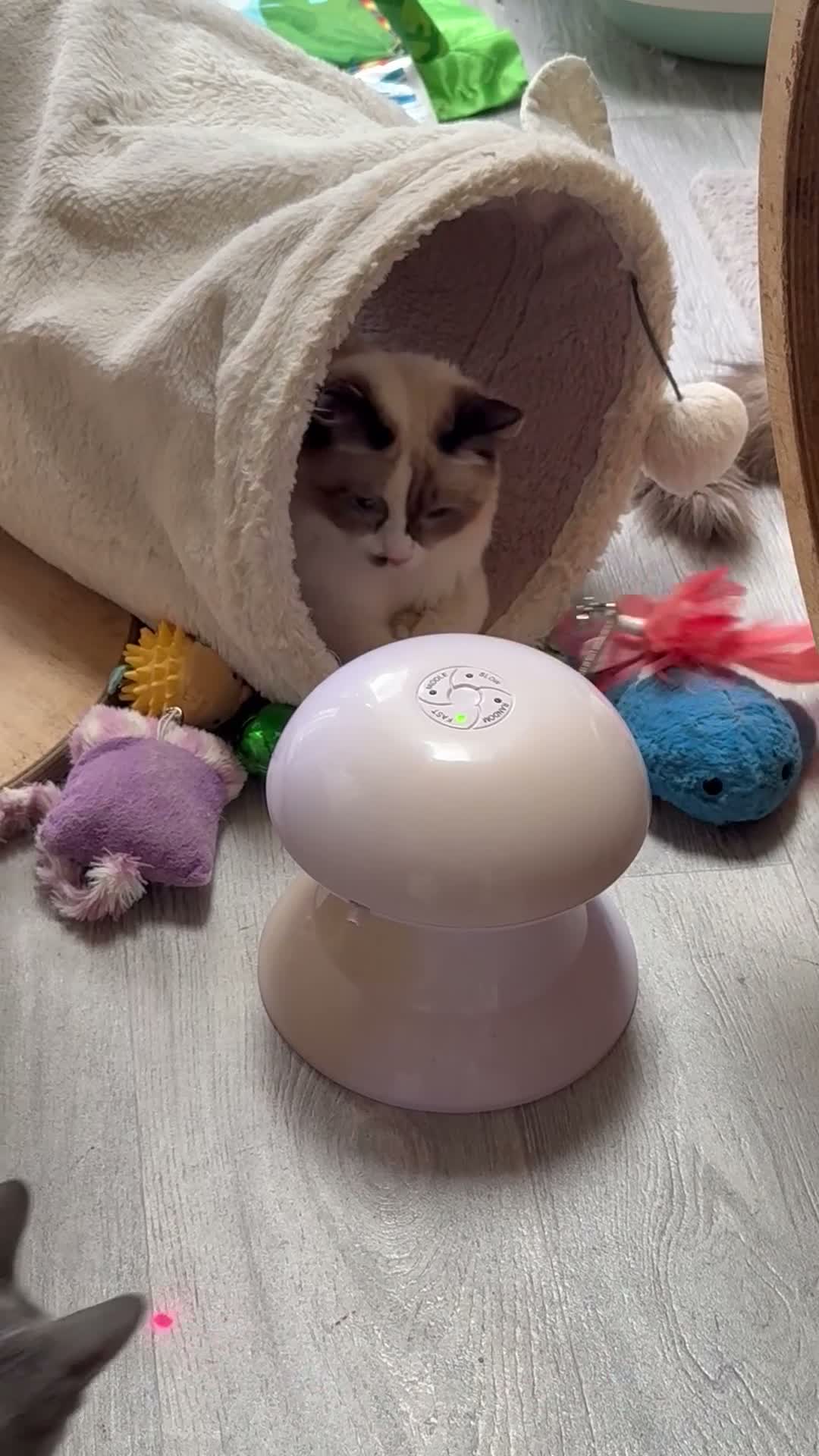 Ragdoll cats for sale: 🥇AWARD WIN 🏆 GCCF RAGDOLL KITTENs 16 & 20 WKS  - Video 1