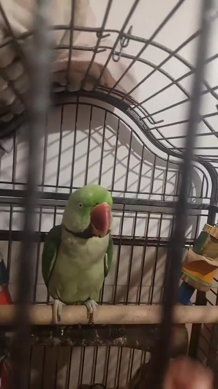 Parakeets birds for sale: Male alexandrine  - Video 1