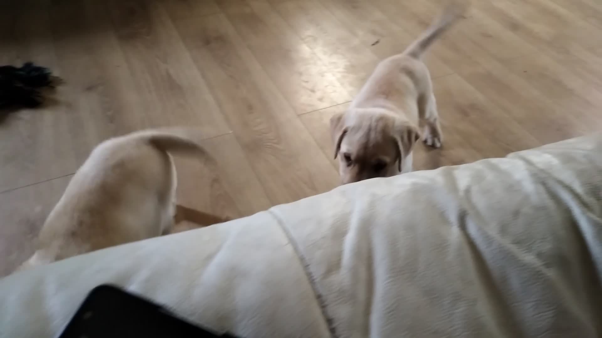 Labrador Retriever dogs for sale: Two beautiful labrador puppies  - Video 1
