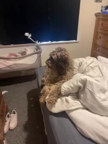 Cockapoo dogs for sale: Re homeing - Video 1