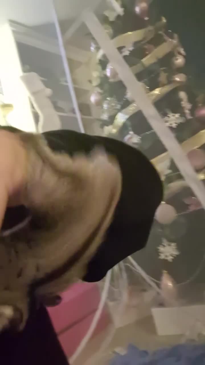 Sugar Glider rodents for sale: 2 female sugar gliders for sale - Video 1