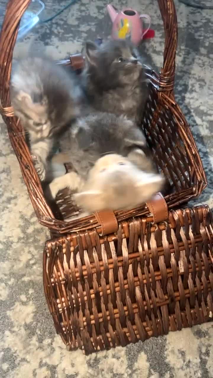Maine Coon cats for sale: Maincoon kittens  - Video 2