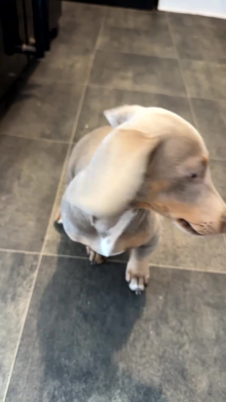 Miniature Dachshund dogs for sale: Rolo looking for a new home - Video 1