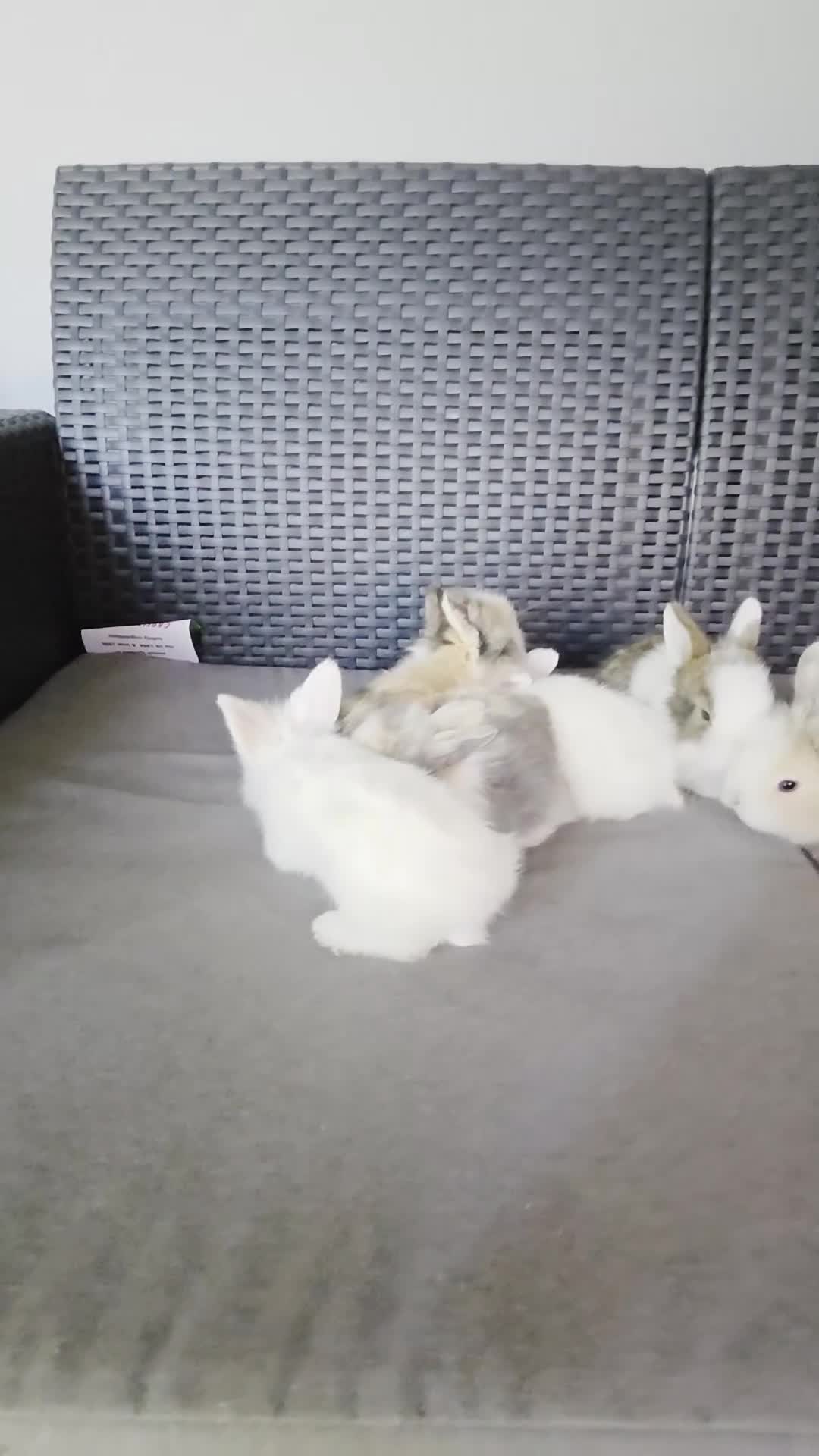French Lop rabbits for sale: Mini Lop/Teddy Lionhead - Video 2