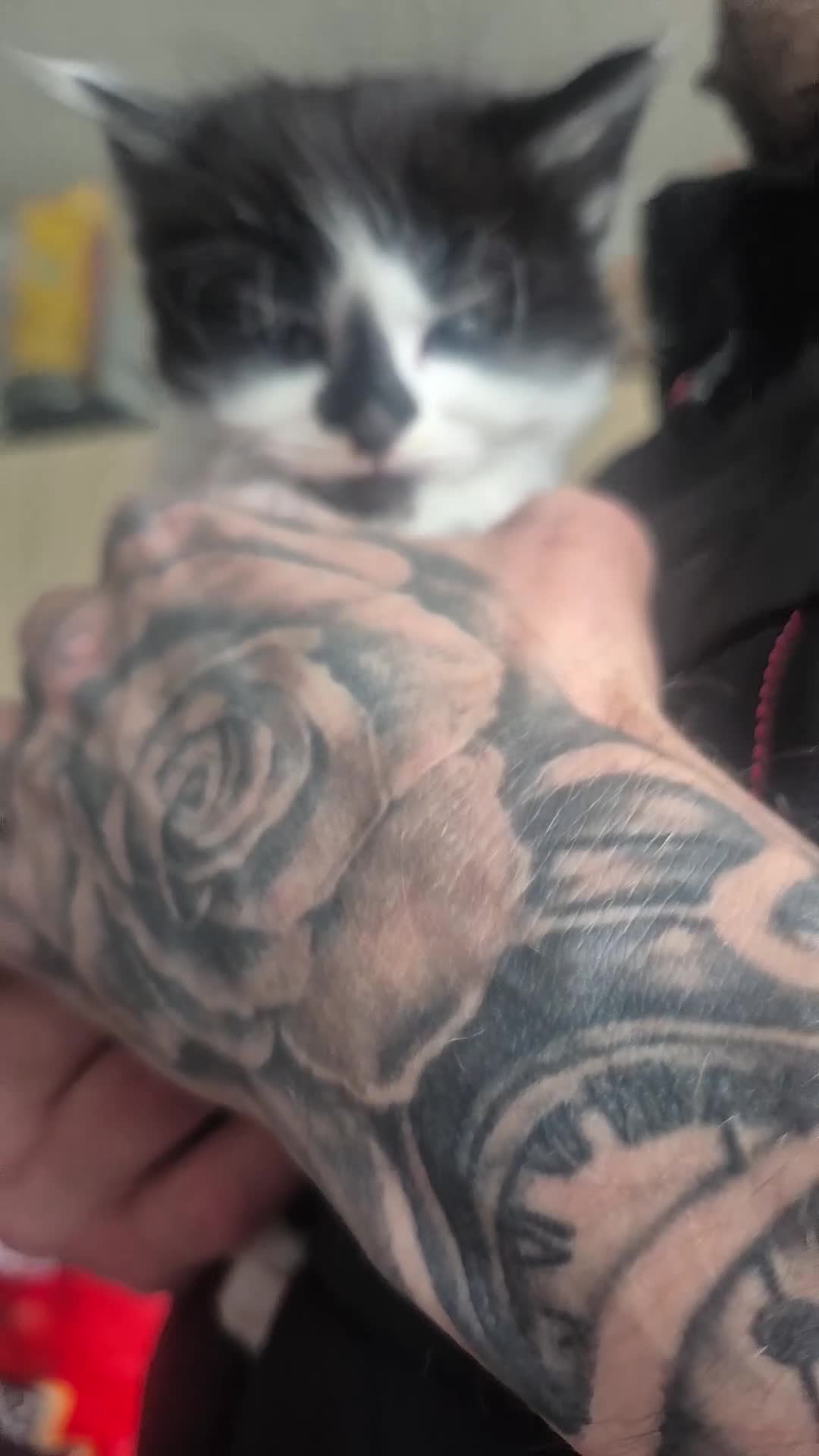 Ragdoll cats for sale: Ragdoll/moggy - Video 4