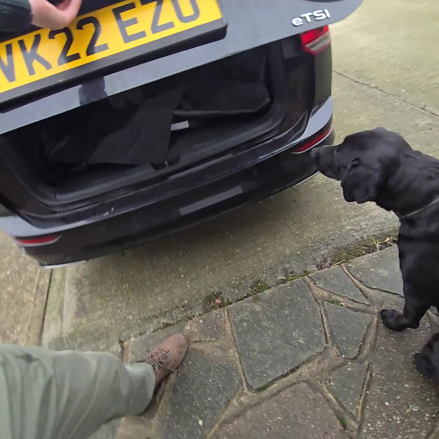 Labrador Retriever dogs for sale: Highly Trained Labrador  - Video 1