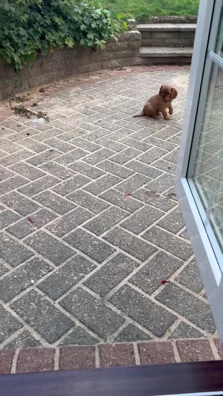 Cavalier King Charles Spaniel dogs for sale: Beautiful KC reg ruby puppies, home reared - Video 1