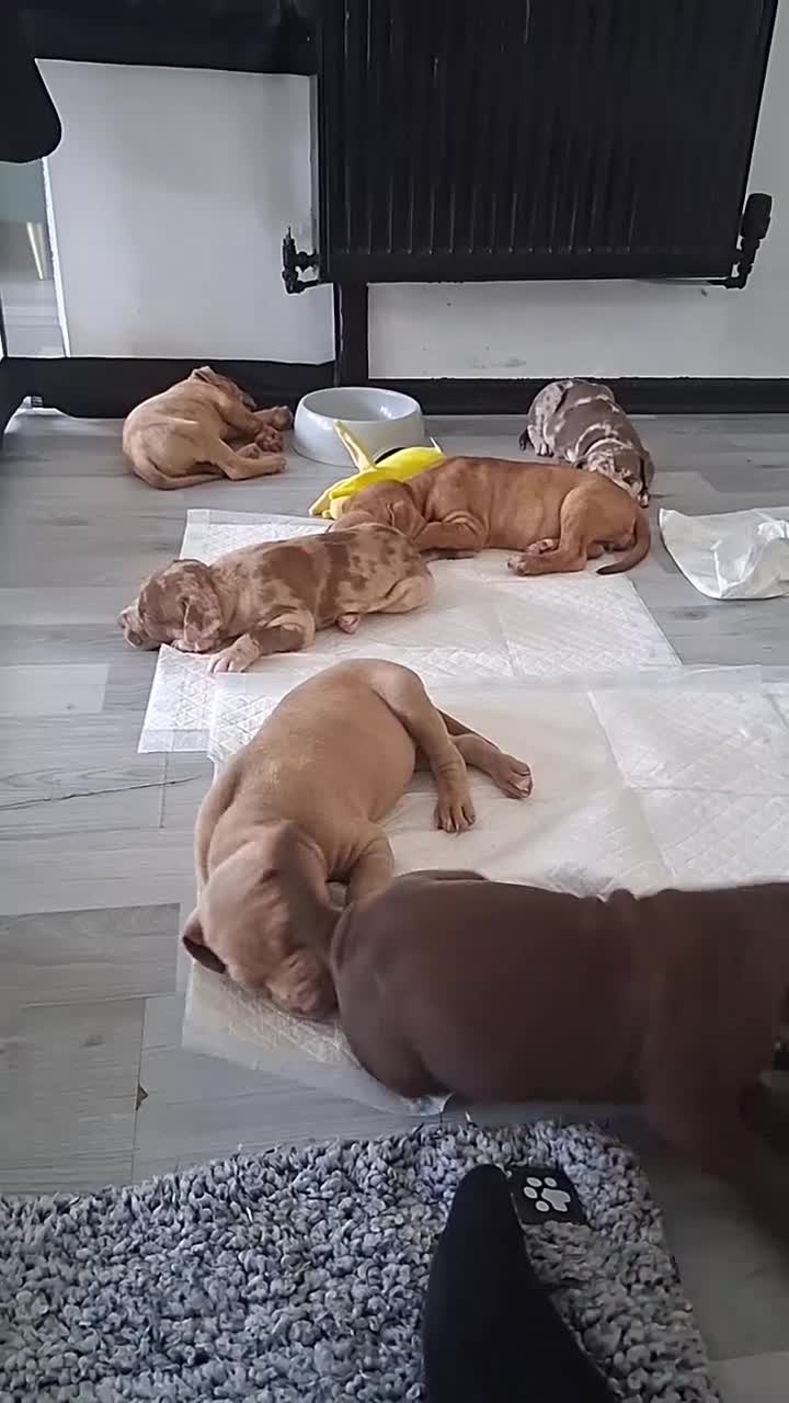 Mixed Breed dogs for sale: American bull staffy cross cross presa canario - Video 1