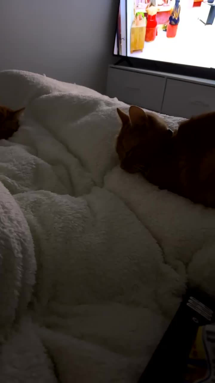 Mixed Breed cats for sale: Ginger cat  - Video 1