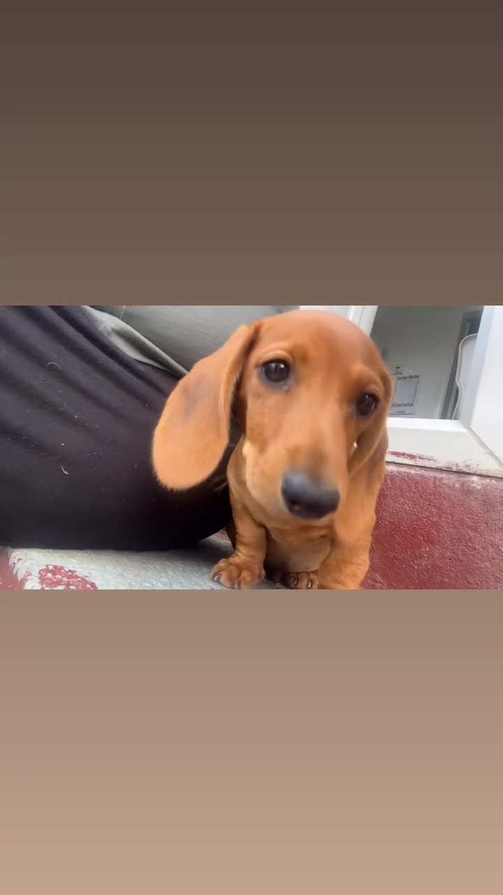 Miniature Dachshund dogs for sale: Miniature Daschund Boy - Video 1