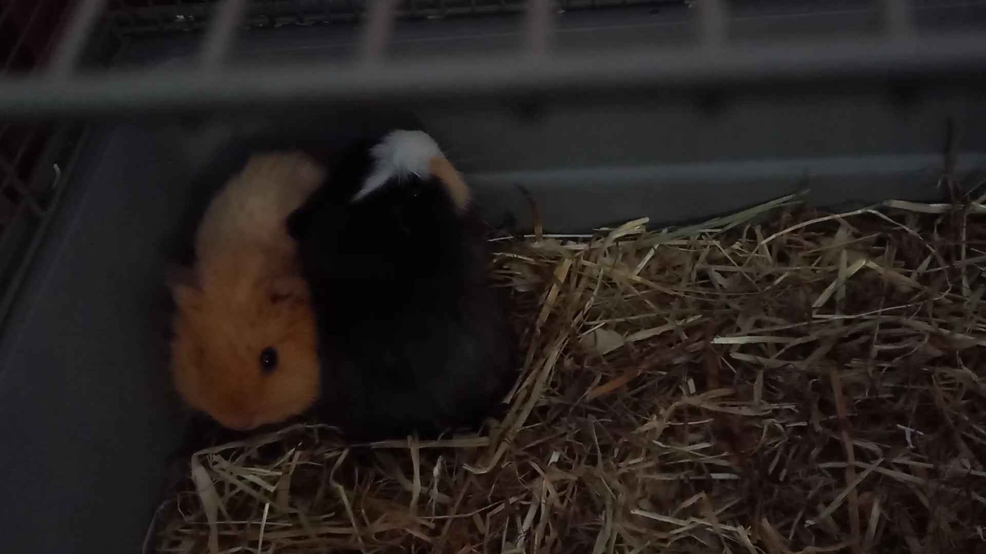 Guinea Pig rodents for sale: Baby male guinea pig pairs - Video 3