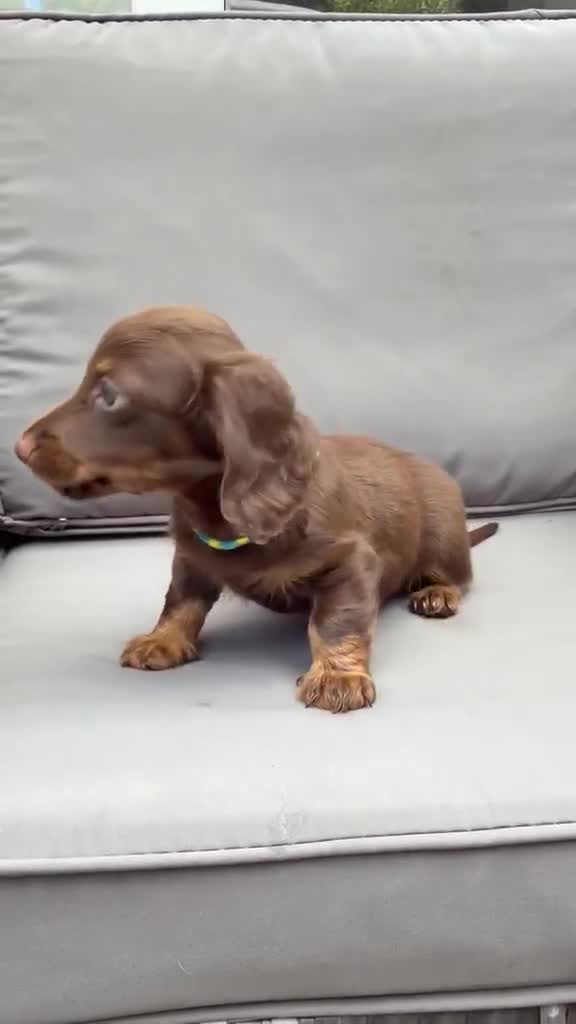Dachshund dogs for sale: 1  Miniature long hair dachshund puppy left  - Video 2