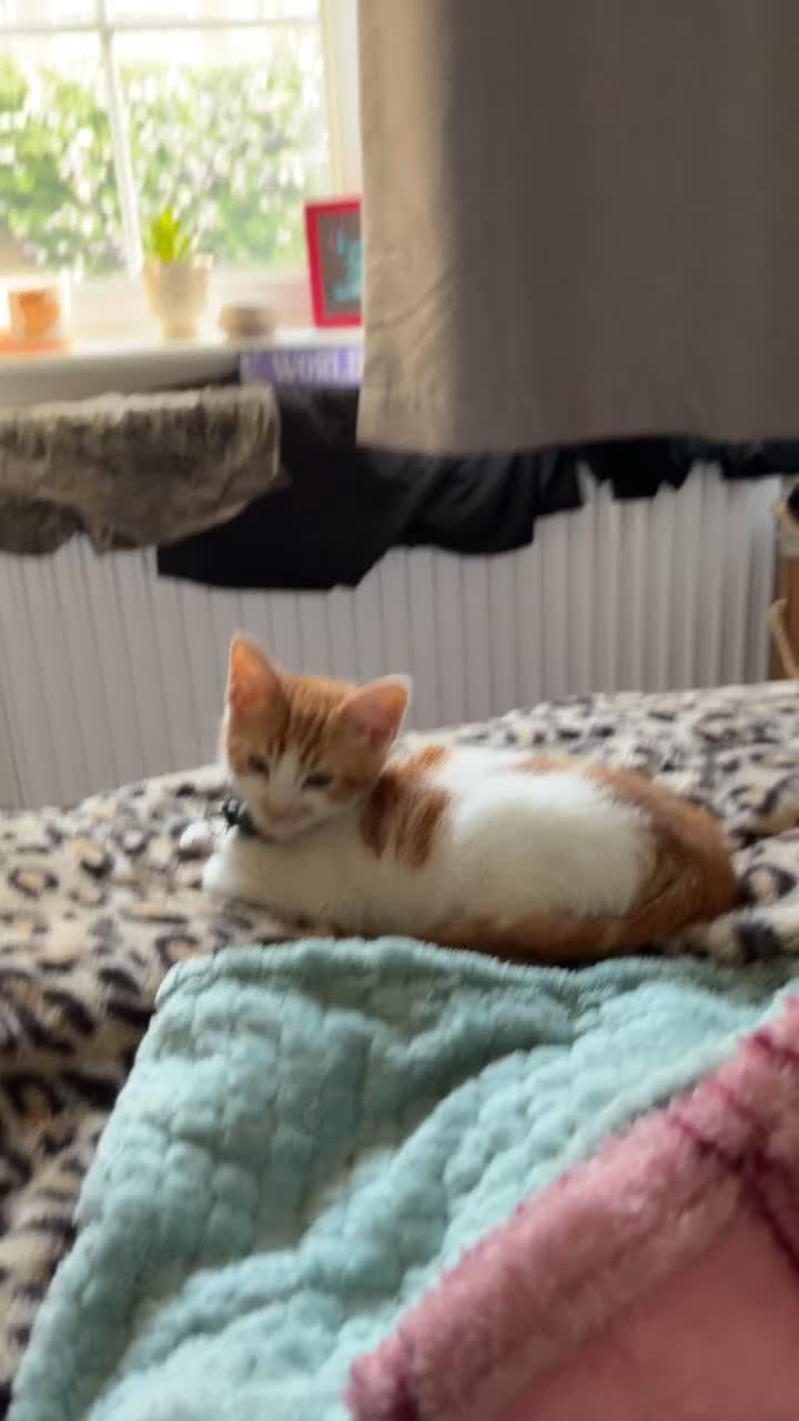 Ragdoll cats for sale: Mixed ragdoll kitten  in Nottingham - Video 2