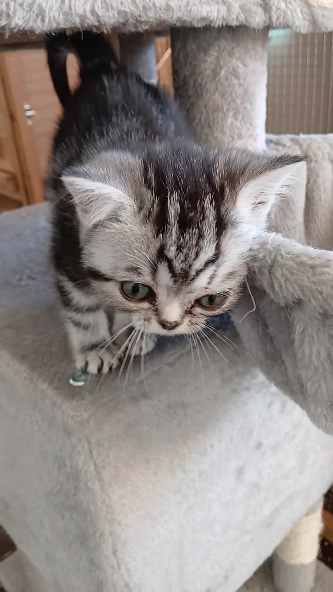 British Shorthair cats for sale: Bsh.  Silver  tabby - Girl. - Video 2