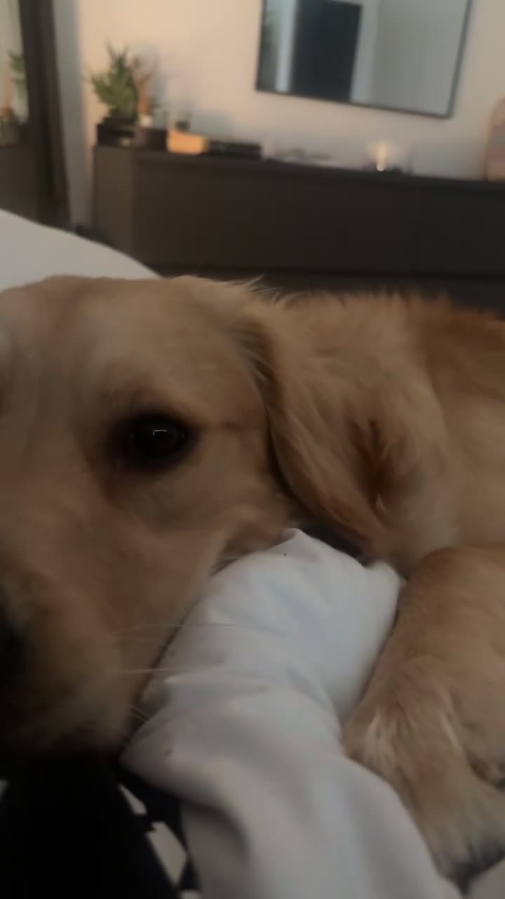 Golden Retriever dogs for sale: Beautiful KC REGISTERED GOLDEN RETERIVER MALE  - Video 3