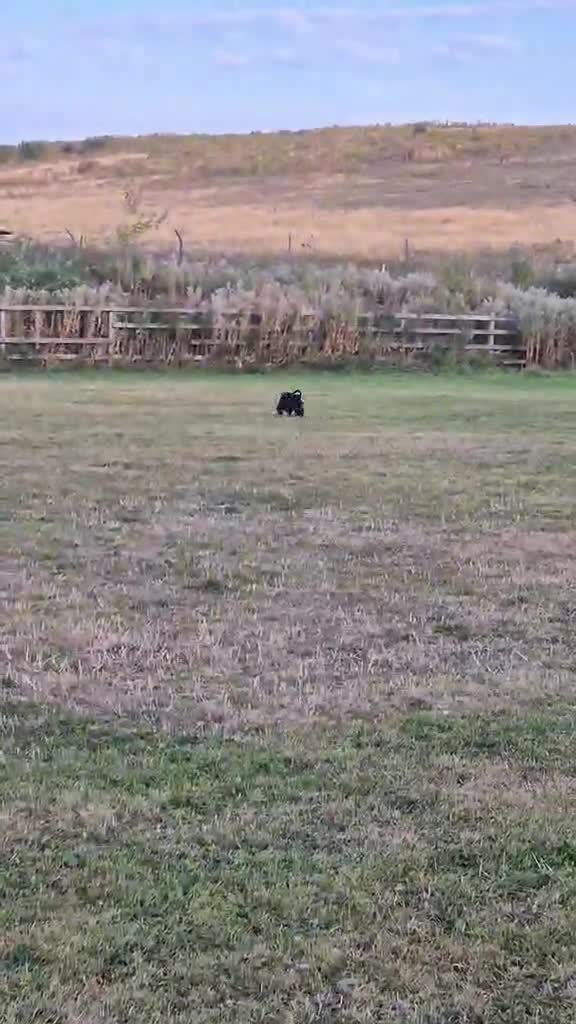 Miniature Schnauzer dogs for sale: Beautiful girl - Video 3