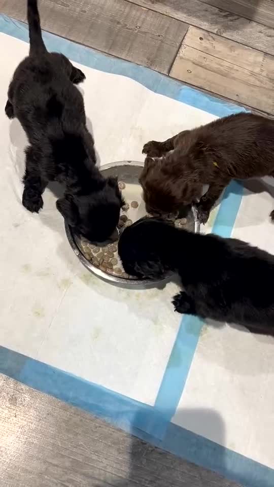 Sprocker dogs for sale: 2 sprocker spaniel boys 1 brown 1 black  in Hereford - Video 1