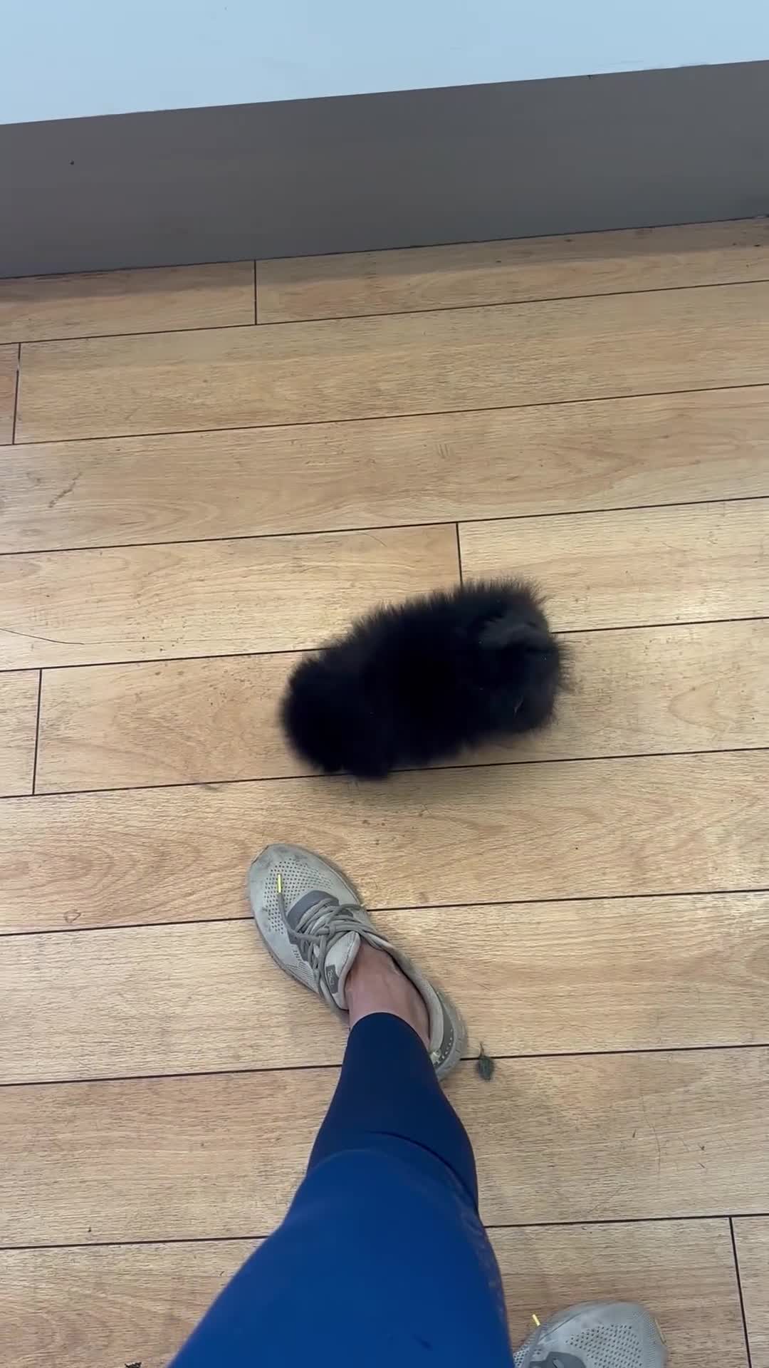 Pomeranian dogs for sale: Beautiful Petite Teddy Bear Faced Girl  - Video 1