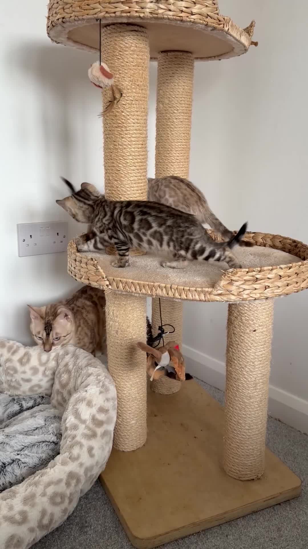 Bengal cats for sale: Bengals _Felis Bengalensis_ Pedigree TICA Kittens. - Video 5