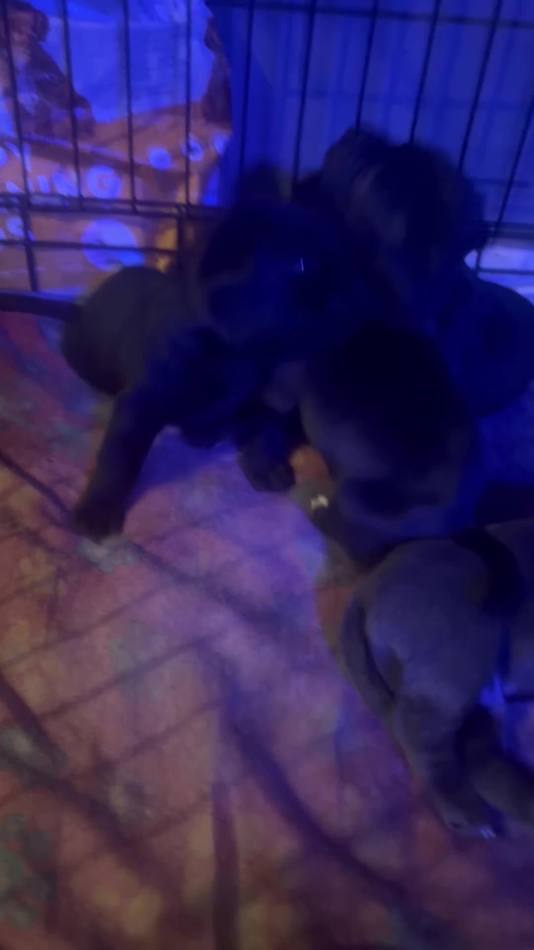 Cane Corso dogs for sale: Cane Corso puppies - Video 1