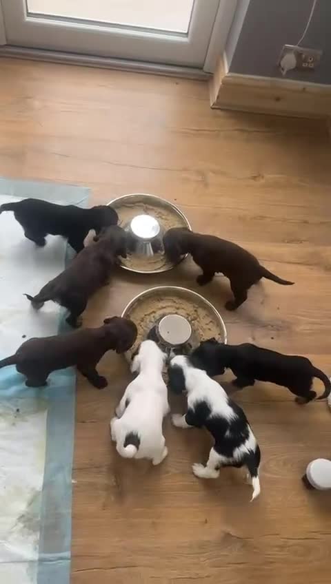 Cocker Spaniel dogs for sale: 2 x Stunning cockers  - Video 1