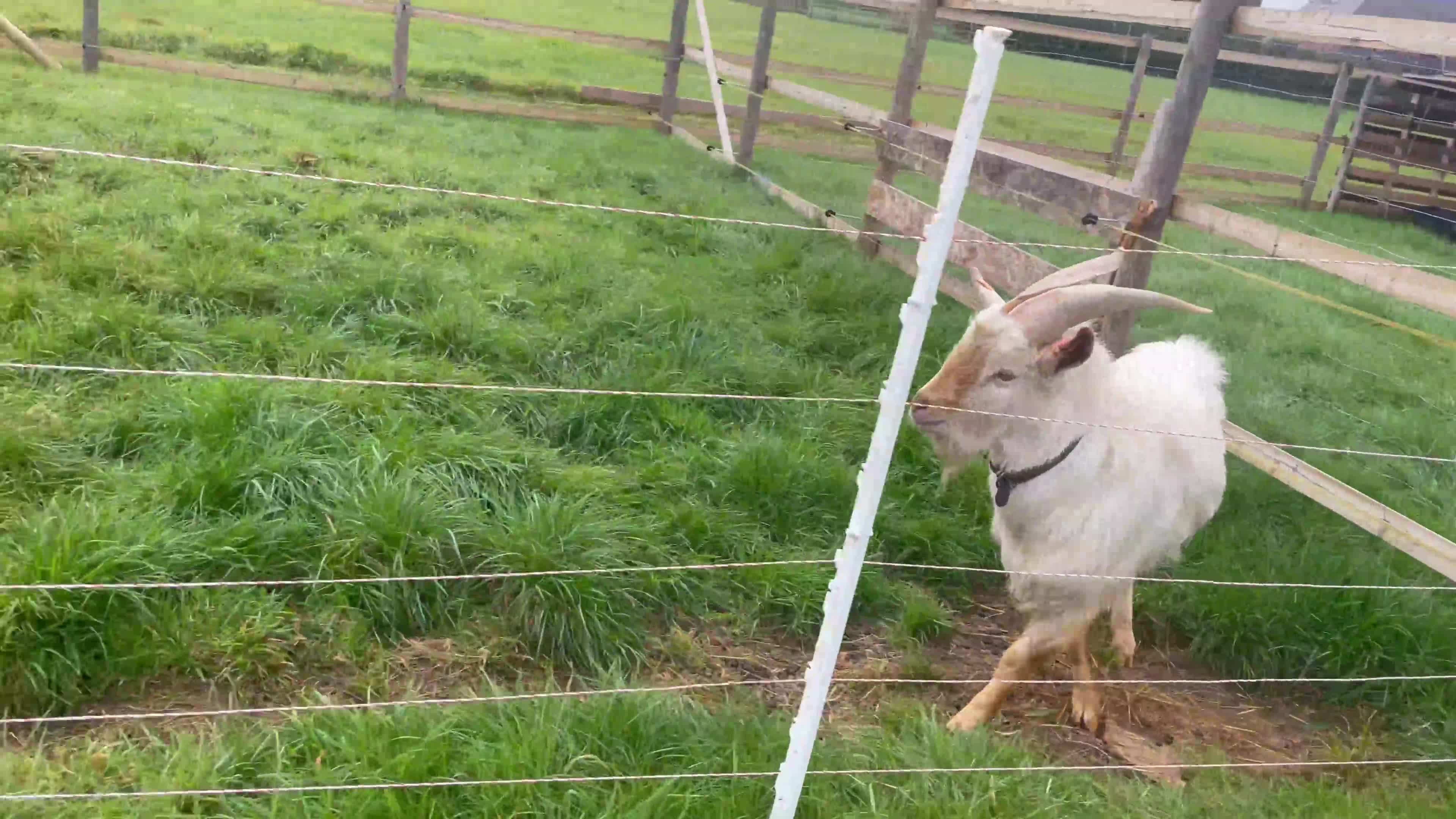 Goats livestock for sale: Golden Guernsey x Pygmy Billy Goat Stud  - Video 1