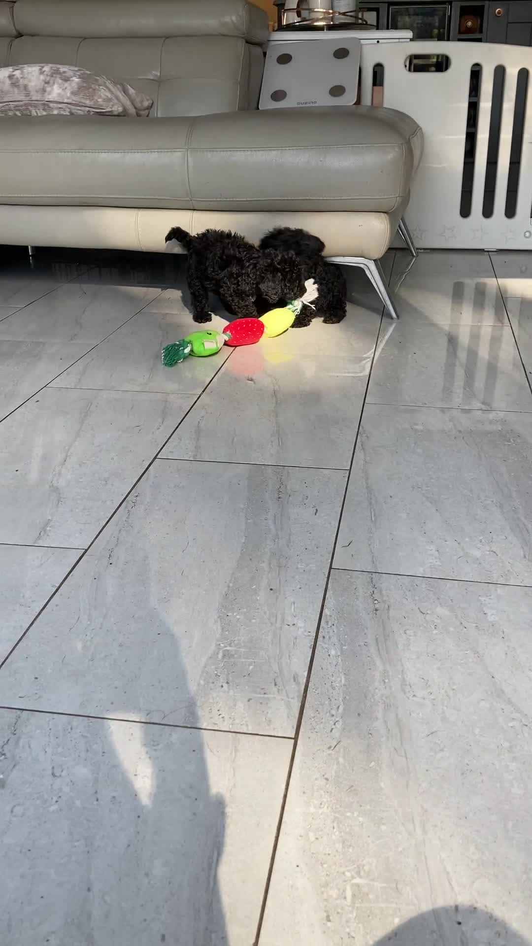 Poodle dogs for sale: Poodle x fully vaccinated  - Video 1