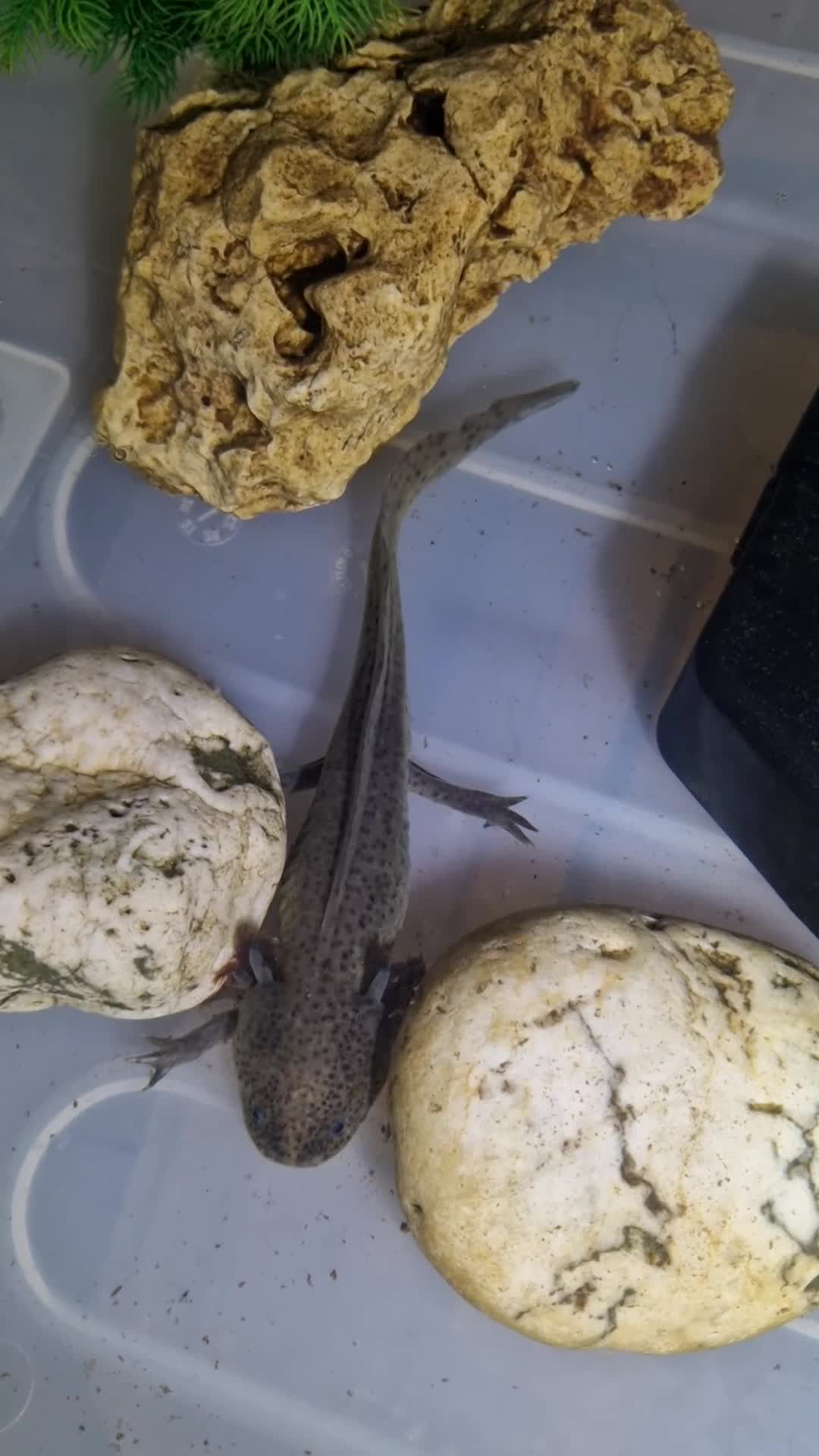 Axolotl reptiles for sale: Axolotl (Wild, Male) - Video 3