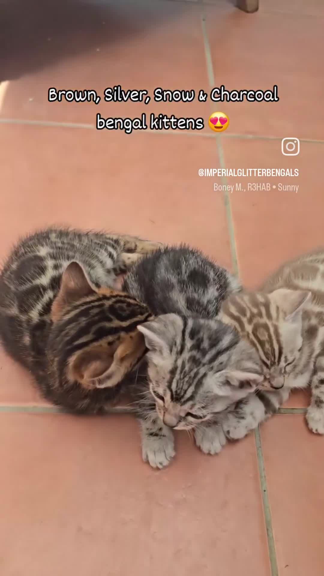 Bengal cats for stud: Silver Bengal Stud 🩶 TICA REG N DNA CLEAR 🌟 - Video 1