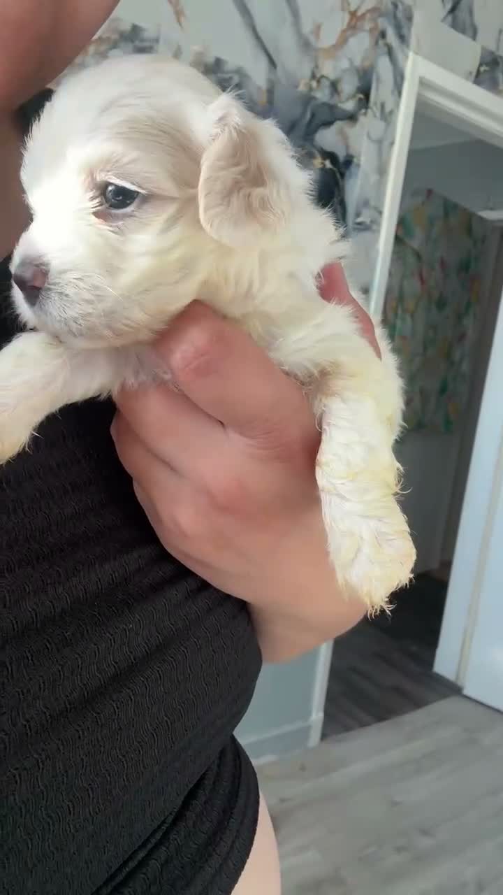 Mixed Breed dogs for sale: Beautiful healthy maltese x bichon pups - Video 1