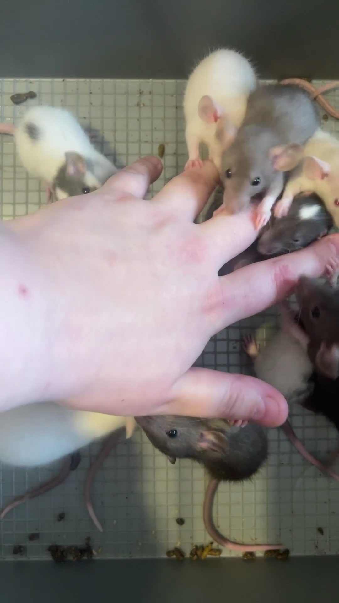 Rat rodents for sale: Beautiful baby rats for 5* homes only  - Video 1