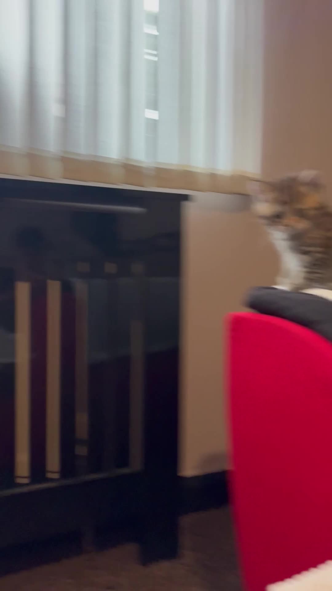 British Shorthair cats for sale: 🐾 Elite Male British Shorthair Kitten - Video 2