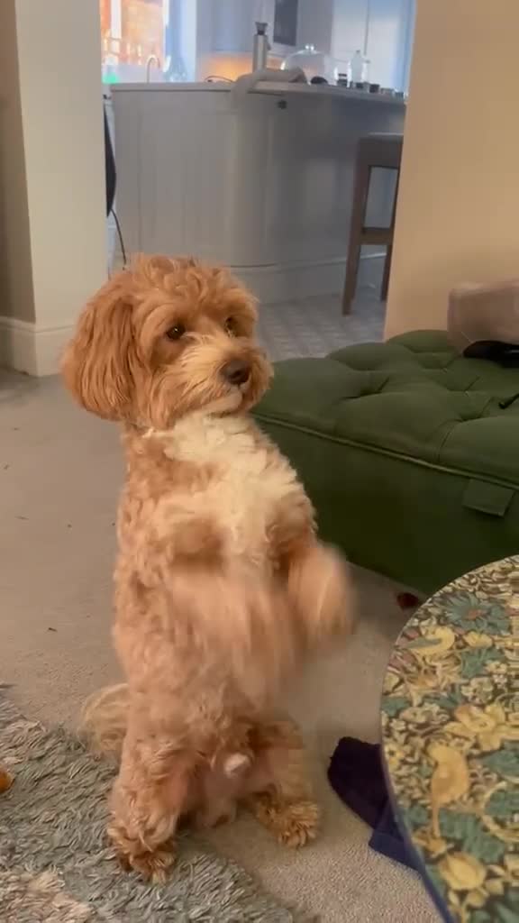Maltipoo dogs for stud: Loveable Maltipoo Male 2yrs old. in Bedford - Video 1