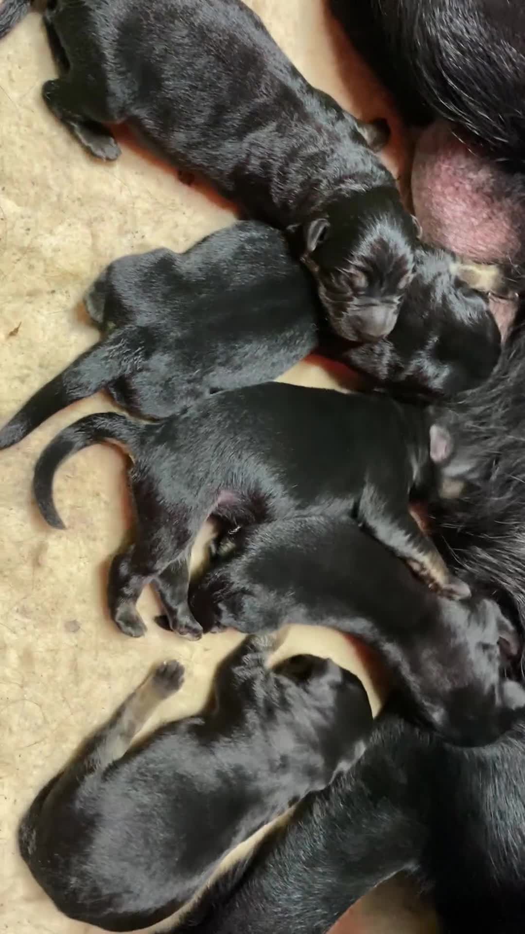 German Shepherd dogs for sale: KC Straight back GSD Puppies 🐶  - Video 2