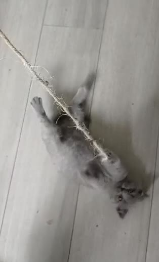 British Shorthair cats for sale: LAST KITTEN AVAILABLE – SPECIAL HOME NEEDED - Video 1