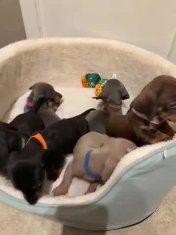 Miniature Dachshund dogs for sale: Beautiful Miniature Daushund Puppies - Video 2